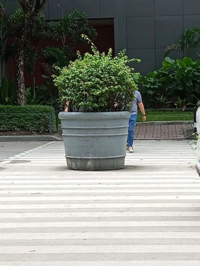 Giant potted plant in the middle of the crosswalk with two people almost unseen from an angle because of its size.